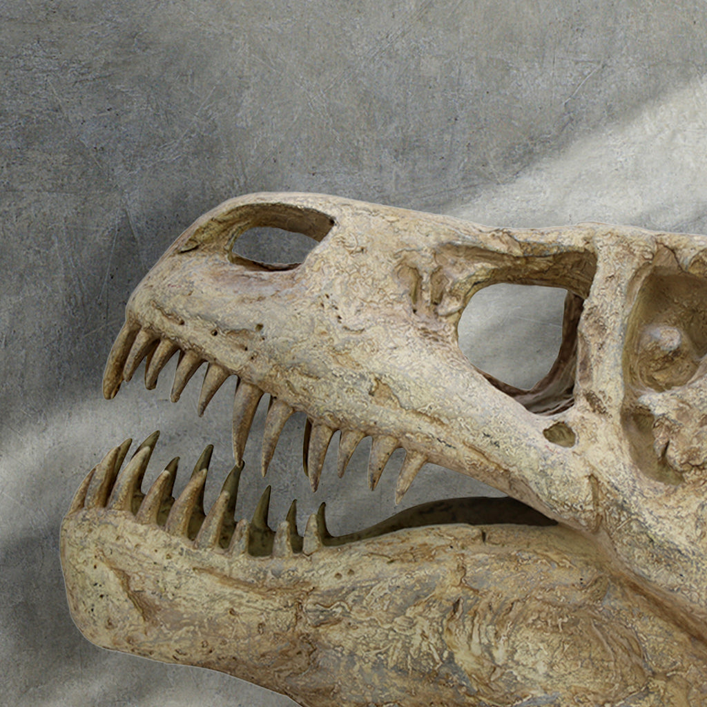 Toothsy Toothsy Rex – House of Kaji