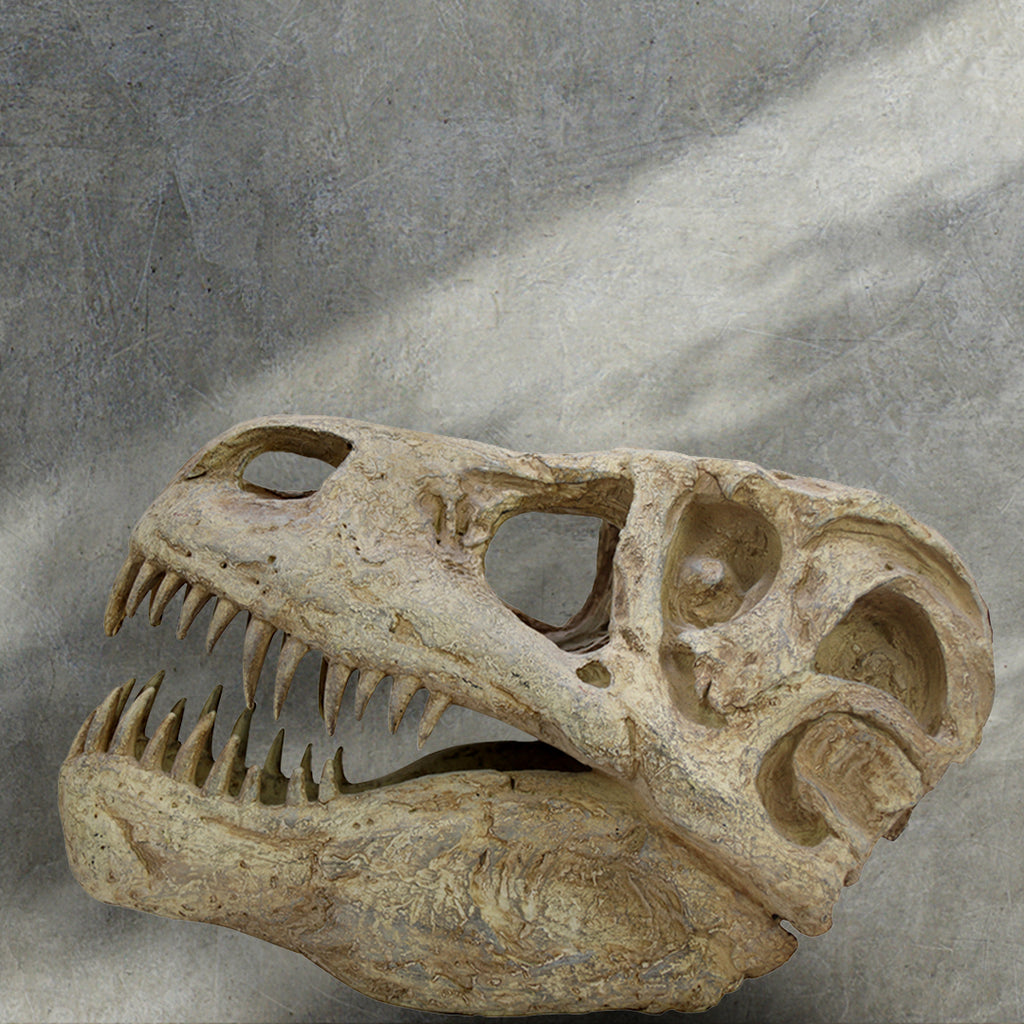 Toothsy Toothsy Rex – House of Kaji